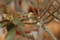 euphorbia suzanae marnierae 1118