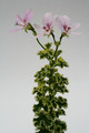 pelargonium crispum var 2444
