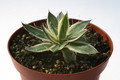 agave schidigera shiara ito no ohi 6573