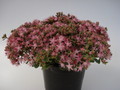 sedum cauticolum 694