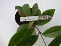 hoya carnosa rubra 1424