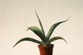 agave scabra hundida coahuila 8418