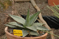 agave montana 02