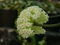 hoya subquintuplinervis chuang mai 04