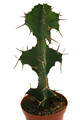 euphorbia grandicornis 0398