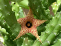 huernia hystrix appendiculata 03
