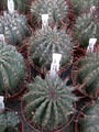 euphorbia horrida 1284