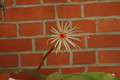 epiphyllum phyllanthus rubrocoronatum rba373 724