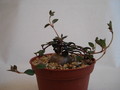 brachystelma pulchellum 151