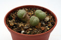 conophytum truncatum peersii toorwaterpoort 2787