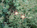 graptopetalum macdougallii 8458