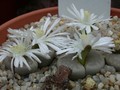lithops julii pallid2