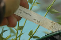 hoya lanceolata 8335 10