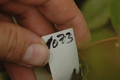 eh fred paetz 1073 10