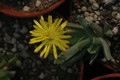 chasmatophyllum musculinum 1806