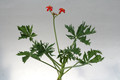 jatropha berlandieri 3826