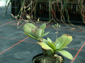 kalanchoe humilis 03