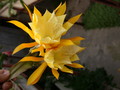 eh king of yellow 7356 541