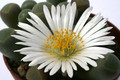 fensteraria rhopolophylla h4715 0886