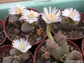 lithops viletii deboeri5