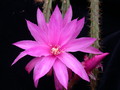 aporocactus fairy dancer 982920