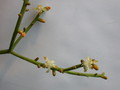 rhipsalis teres heteroclada 2021