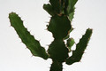 euphorbia cooperi 6823