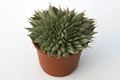 graptovera silver star 7266