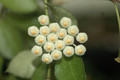 hoya lacunosa 4055 04