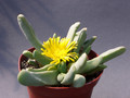 delosperma crassum 1369