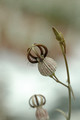 ceropegia dimorpha 03