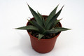 agave utahensis kingman az 0123