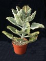 kalanchoe beharensis fang 02