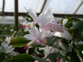schlumbergera thor britta01