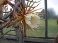 selenicereus grandiflorus 5463