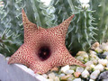 huernia x distichia 02