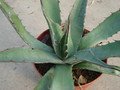 agave avellanidens 4893
