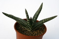 gasteria verrucosa 7247