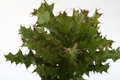 euphorbia wakefieldii 4658
