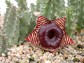 huernia zebr magnif