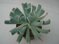 echeveria runyonii 8334