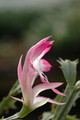 schlumbergera hatherton charm 225