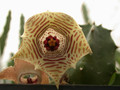 huernia thuretii d1449 04