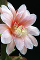 eh sakurahime 8902 5135