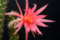 aporocactus felix 6716