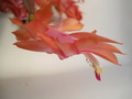 schlumbergera christmas fantasy 7697