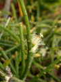 rhipsalis lindbergiana 01 13