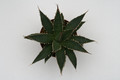 agave difformis 8806