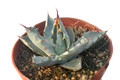 agave wocomahi chi 8535