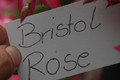 schlumbergera bristol rose 8275